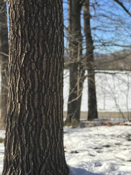istock Tree trunk in the middle of winter 1164034952
