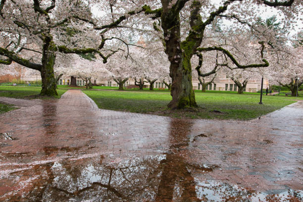 istock Rainy Morning in University of Washington Campus 1164035329
