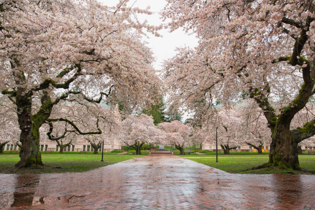 istock Cherry Blossoms in University of Washington Campus 1164035909