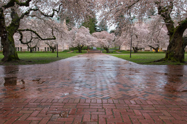 istock Cherry Blossoms in University of Washington Campus 1164035933