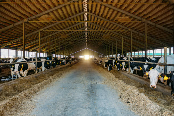 istock Breeding of diary cows in free livestock stall 1164035975