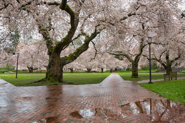 istock Rainy Morning in University of Washington Spring Campus 1164036148