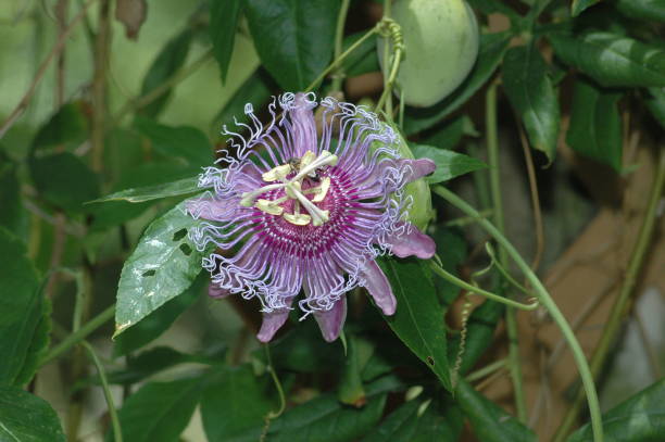 istock Center Frame Purple Passion Flower 1164036944