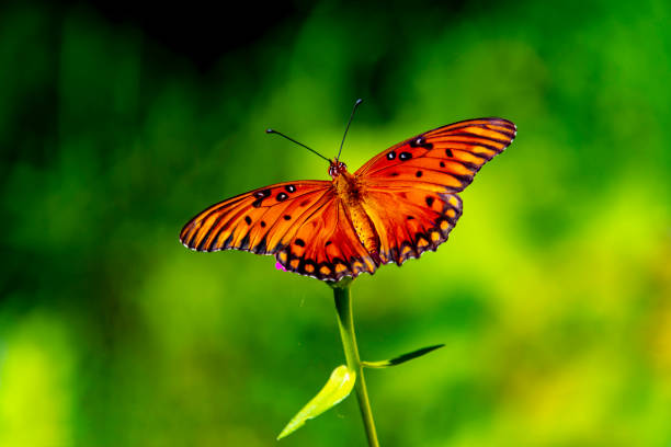 istock The Butterfly Is Bigger Than The Flower 1164037099