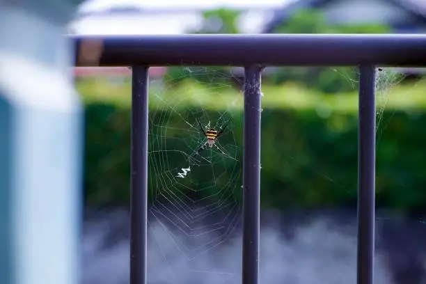 Photo of Argiope spider