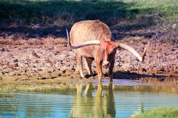 istock Texas Longhorn Admires His Reflection 1164037290
