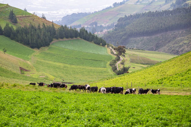 istock Various crops on the slopes of the Cayambe 1164041471