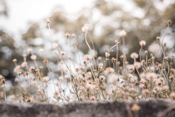 Beautiful grass flowers with morning sunlight on the background blurred
