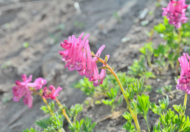 istock Flowers of birthwort (Corydalis buschii) 2 1164043444
