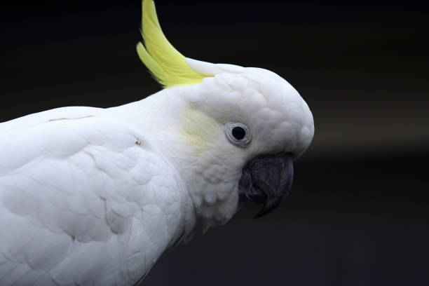 istock Sulphur Crested Cockatoo 1164043456