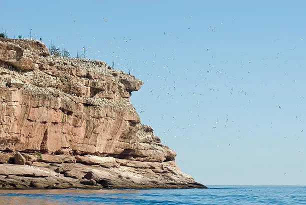 Photo of Northern Gannet Colony