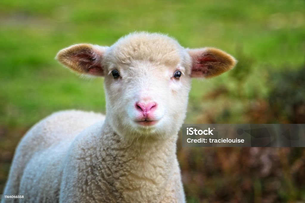 Baby Sheep close up Close up portrait of a young lamb outdoors Lamb - Animal Stock Photo