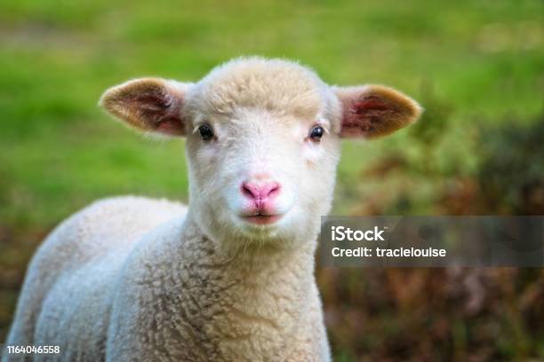 Baby Sheep Close Up Stock Photo - Download Image Now - Lamb - Animal, Lamb - Meat, Sheep