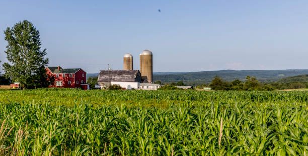 istock beauitful cornfield with farm in background 1164046627