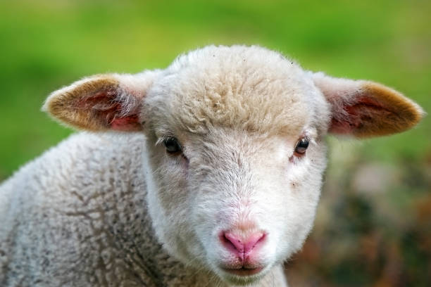 istock Baby Sheep close up 1164046641