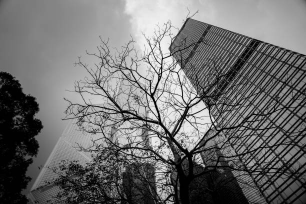 istock office building closeup and tree, business concept; black and white style 1164048710