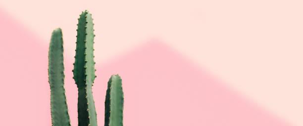 istock Green cactus on a pastel pink background 1164050457