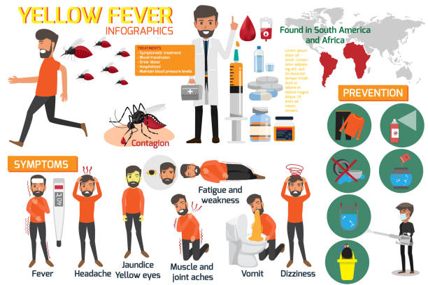 Yellow fever infographic elements. Symptoms, Preventions and Treatment Yellow fever or dengue. Dangerous mosquito. Outbreak from mosquito. There is an outbreak in South America and Africa. vector illustration. vector art illustration