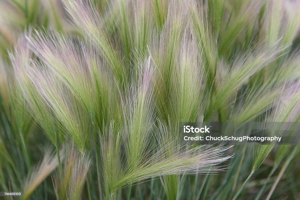 Quecke Pflanzensamen Stängel-Gras - Lizenzfrei Prärie Stock-Foto