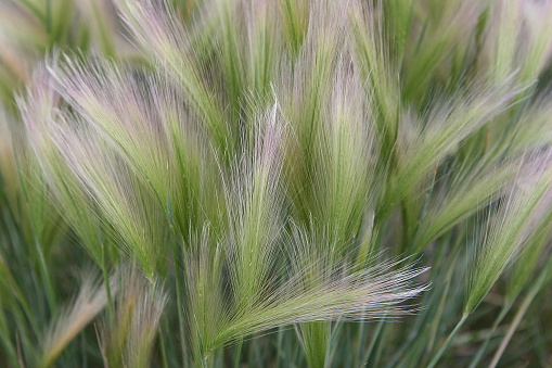 Prairie grass with wispy tops in lush greenery of Midwest grassland.