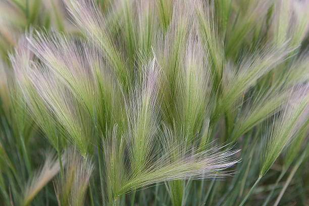 Wheatgrass Seed Stem Prairie Grass stock photo