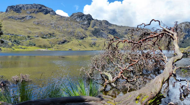 istock Fallen paper tree, Cajas National park, Ecuador 1164051687