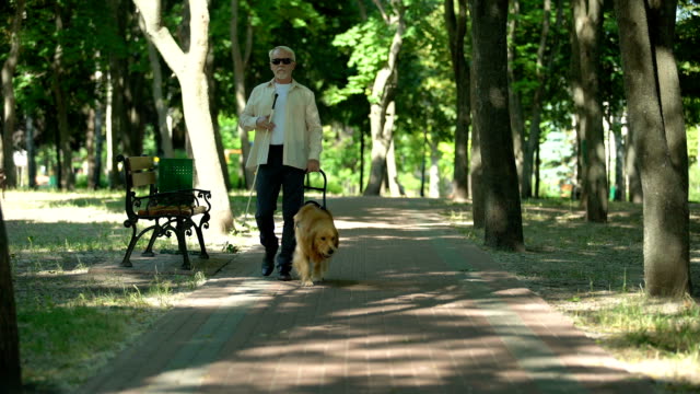 Blind elderly man walking with guide dog in park, good trained golden retriever