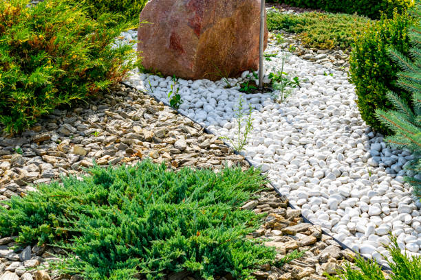 istock juniper in the shape of a cone on white stones. 1164052644