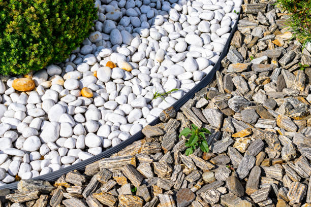 istock juniper in the shape of a cone on white stones. 1164052729