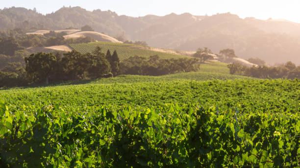 sonnenaufgang über scenic vineyard in kalifornien - vineyard napa valley field in a row stock-fotos und bilder