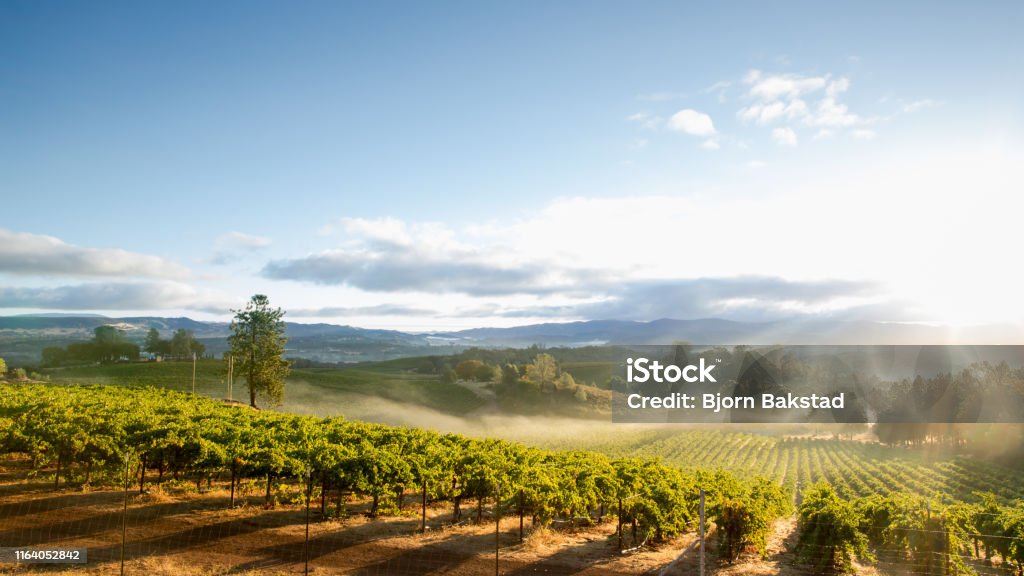 Sunrise with morning mist over scenic vineyard in California Sunrise overlooking a vineyard in Lake County, a tranquil, scenic Northern California wine district. Vineyard Stock Photo
