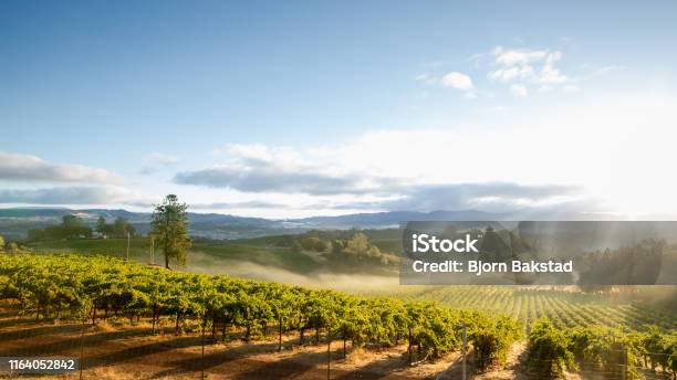 Sunrise With Morning Mist Over Scenic Vineyard In California Stock Photo - Download Image Now