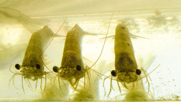 istock Giant white shrimp Litopenaeus Vannamei 1164052881
