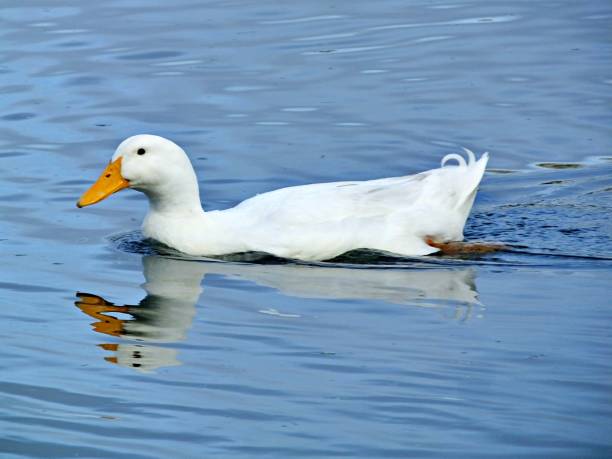 istock American Pekin Duck (Anas platyrhynchos domesticus) swimming in a lake 1164053172