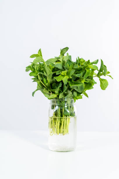 istock Fresh mint from the organic garden on a white background. 1164054981