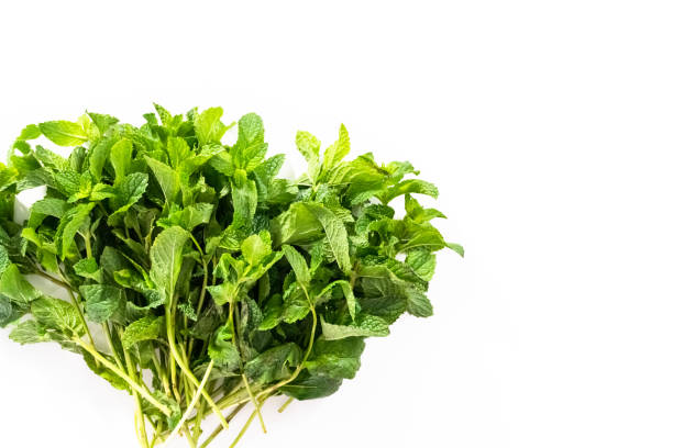 istock Fresh mint from the organic garden on a white background. 1164055035