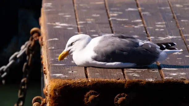 Herring Gull (Larus Argentatus) sitting resting sleeping eyes closed seaside on wooden pier. White, grey, black plumage, yellow beak/bill.