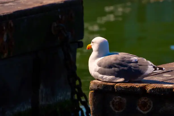 Herring Gull (Larus Argentatus) sitting resting seaside on wooden pier. White, grey, black plumage, yellow beak/bill.