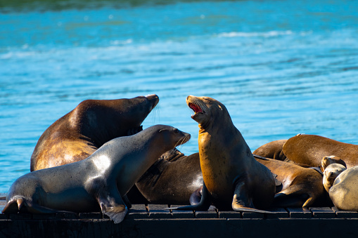 Group of California Sea Lions/Seals relaxing, sunbathing and barking on a pier by the ocean in San Francisco on a sunny summer day.