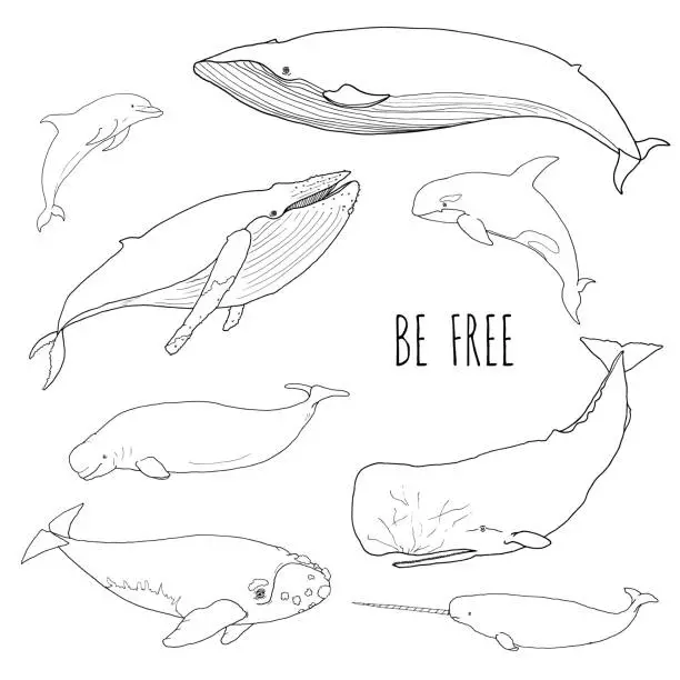 Vector illustration of Set of different whales, sketch vector hand drawn line illustration