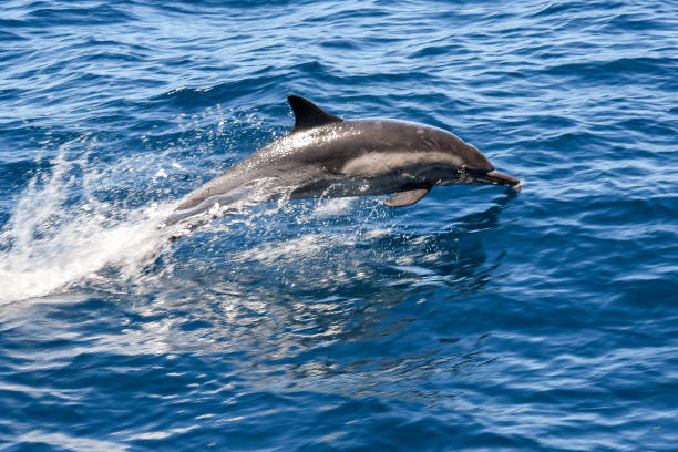 istock Dolphin Jumping From The Sea 1164058202
