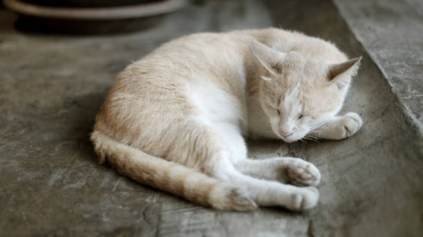istock Portrait Brown Cat Sleeping on Ground 1164059184