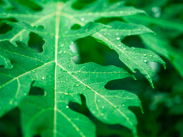 istock Papaya leaves after rain 1164059226
