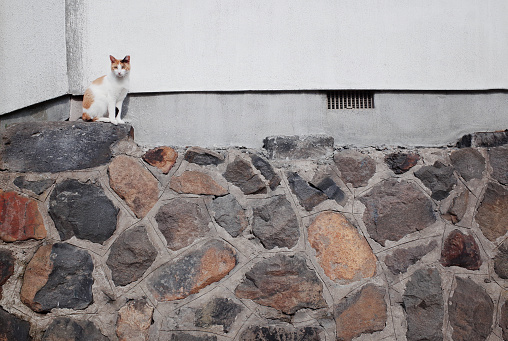 Cat Climbing and Sitting on Rock Brick Wall Building
