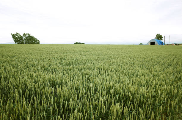 Hill Rice Land Field at Hokkaido