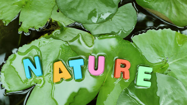 Colorful Word ' NATURE ' on Lotus Leaf in Pond