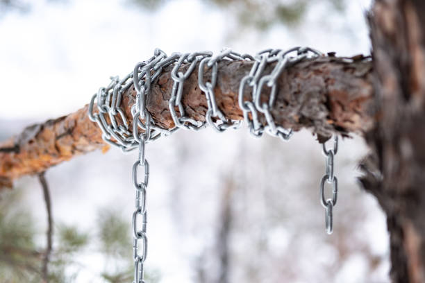 pine tree and its branch is wrapped in a chain of metal, the background is blurred forest