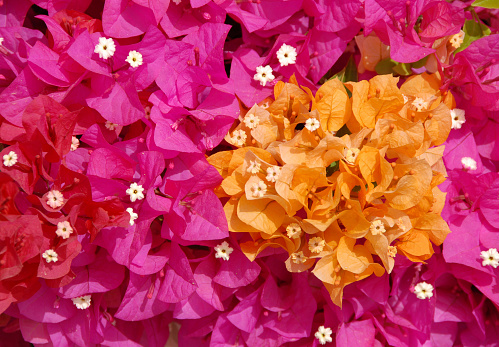 Background of  bougainvillea flowers.