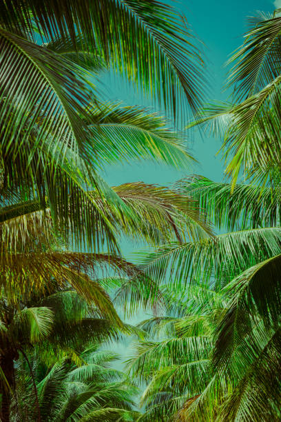 istock Coconut palm tree foliage under sky. Vintage background. Retro toned poster. 1164063924