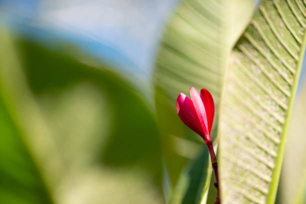 The frangipani flowers that stretch out grow in bloom in the morning, beautiful and stunning